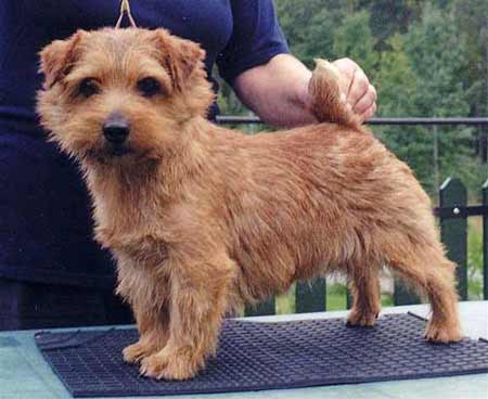 Norfolk Terrier: Allright Big Game