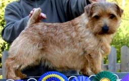 Norfolk Terrier: Allright Big Game