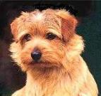 Norfolk Terrier: Allright Coconut