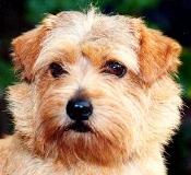 Norfolk Terrier: Allright Coconut