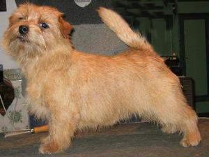 Norfolk Terrier: Allright Ginger Biscuit