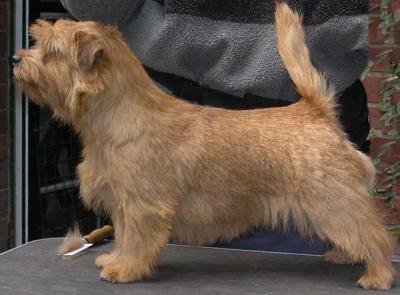 Norfolk Terrier: Allright Ginger Biscuit