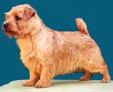 Norfolk Terrier: Allright Hyperion