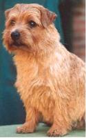 Norfolk Terrier: Allright Hyperion