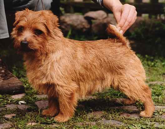 Norfolk Terrier: Allright Hyperion