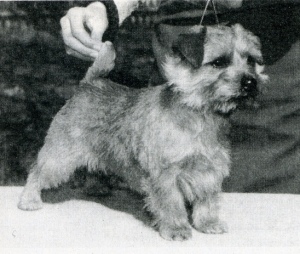 Norfolk Terrier: Allright Indian Corn