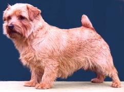 Norfolk Terrier: Allright Indian Gold