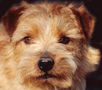 Norfolk Terrier: Allright Magic Candyman