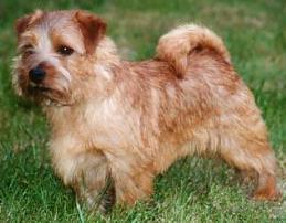 Norfolk Terrier: Allright Magic Candyman