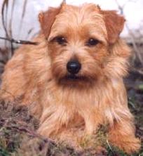 Norfolk Terrier: Allright Magic Jewel