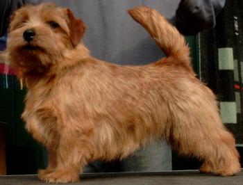 Norfolk Terrier: Allright Smart Amber