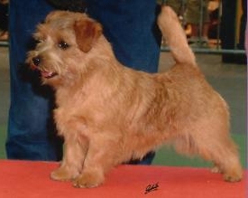 Norfolk Terrier: Allright Smart Amber