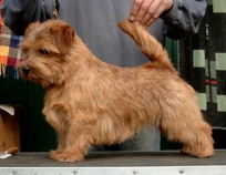 Norfolk Terrier: Allright Smart Amber