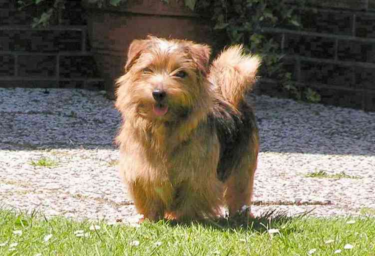 Norfolk Terrier: Allright Smart Jill