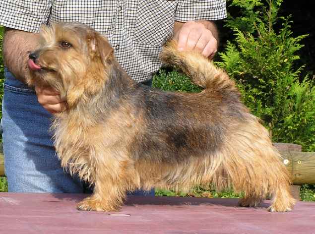 Norfolk Terrier: Allright Smart Jill