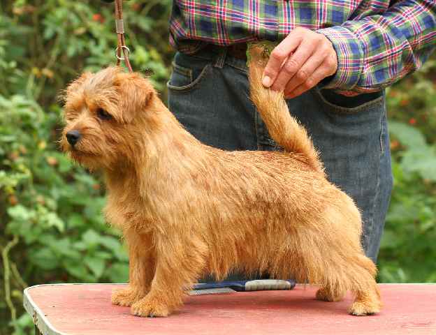 Norfolk Terrier: Allright Dingle