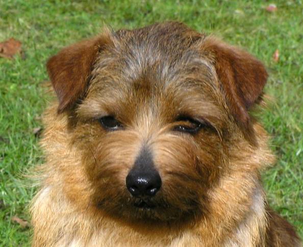 Norfolk Terrier: Allright Hot Chocolate