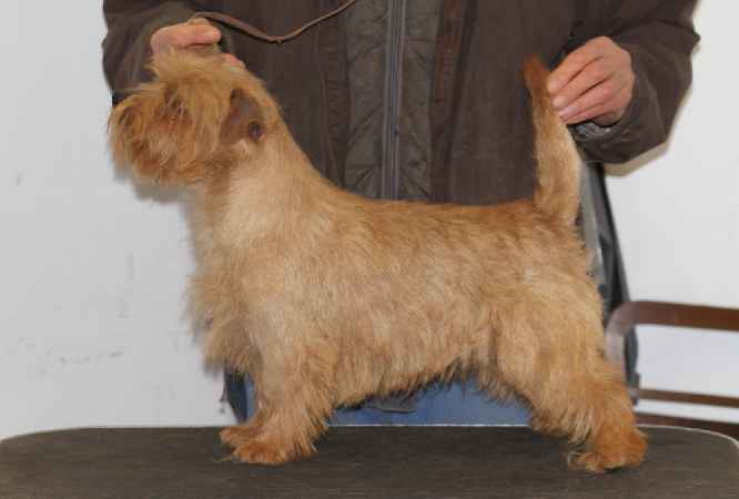 Norfolk Terrier: Allright Marconi