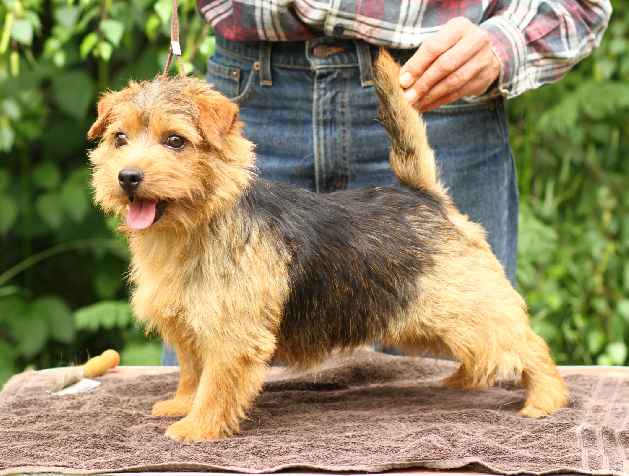 Norfolk Terrier: Allright Momella