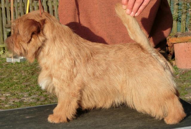 Norfolk Terrier: Allright Peanut Cookie