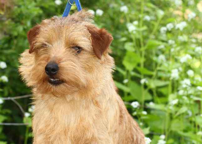 Norfolk Terrier: Allright Red Lord Lancelot