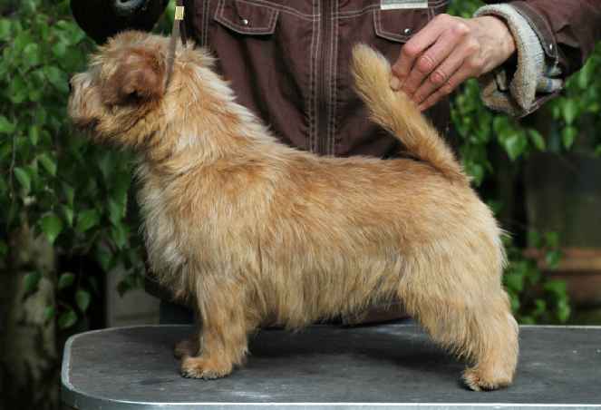 Norfolk Terrier: Allright Ring for the King