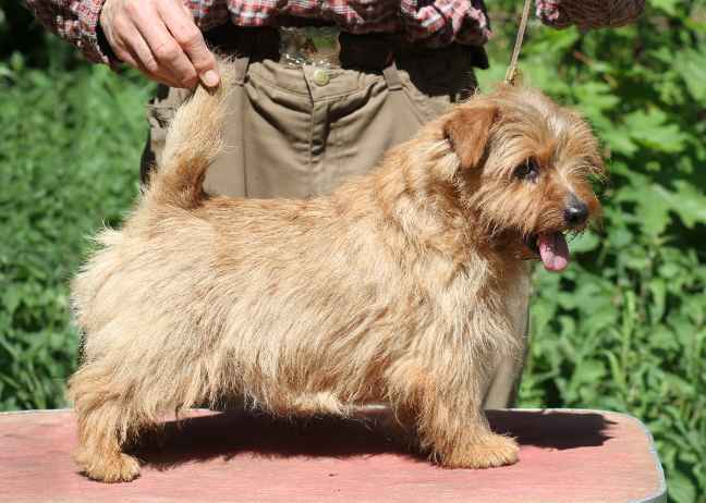 Norfolk Terrier: Allright Wild Bill Hickok