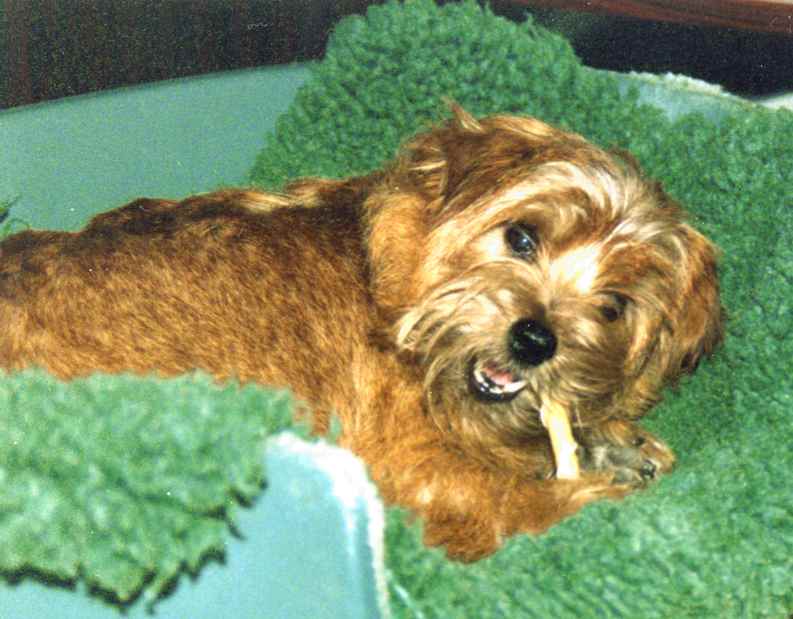 Norfolk Terrier: Apple Blossom Of Brigadoon