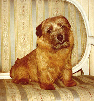 Norfolk Terrier: Bayleaf's Rough N Ready