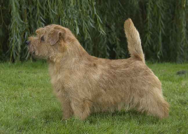 Norfolk Terrier: Belleville Angello