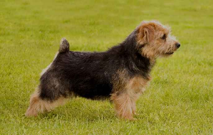 Norfolk Terrier: Belleville Another Angel