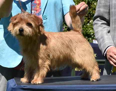 Norfolk Terrier: Belleville Back Spin