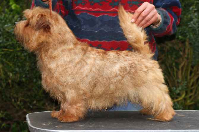 Norfolk Terrier: Belleville High Spirits