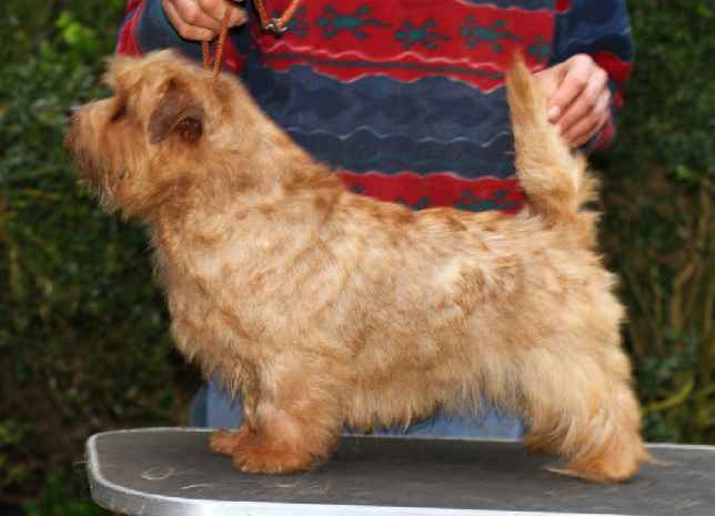 Norfolk Terrier: Belleville High Spirits