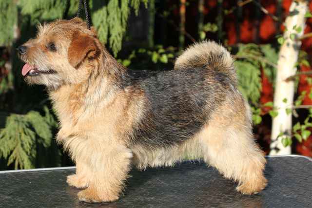 bellevillenuttyredheaven - Norfolk Terrier