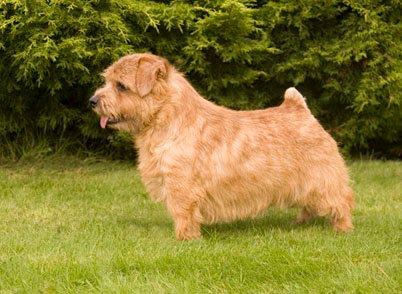 Norfolk Terrier: Belleville Premonition