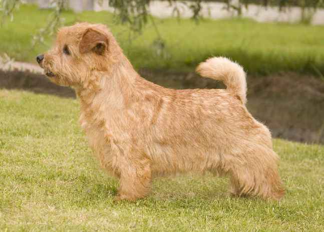 Norfolk Terrier: Belleville Roll the Dice