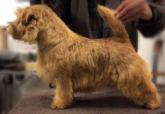 Norfolk Terrier: Berta aus der Rheinprovinz