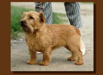 Norfolk Terrier: bjorshults emma