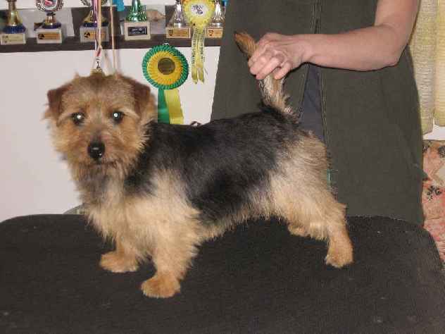 Norfolk Terrier: Boomer Frenchkiss