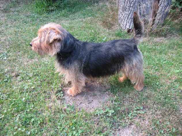 Norfolk Terrier: Boomer Frenchkiss