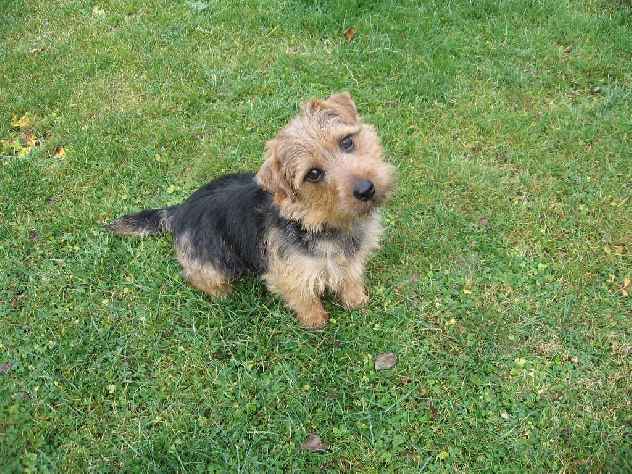 Norfolk Terrier: Boomer Frenchkiss