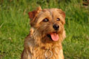 Norfolk Terrier: Brymarden Cast a Shadow