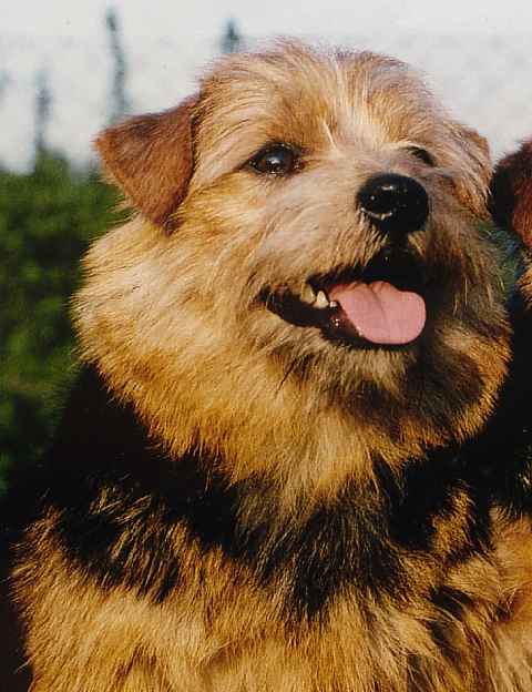 Norfolk Terrier: Catastrofe's Holy Smoke