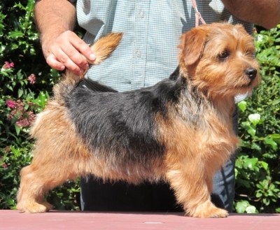 Norfolk Terrier: Charmonty Agent P