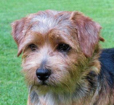 Norfolk Terrier: Charmonty Agent P