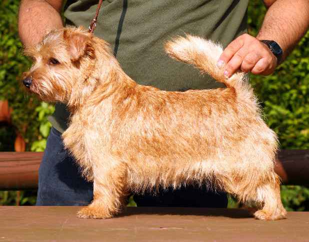 Norfolk Terrier: Charmonty Busy Bee