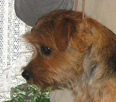 Norfolk Terrier: Charmonty Lucky Leo