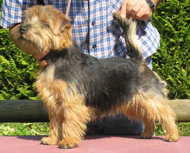 Norfolk Terrier: Charmonty Trixie Trouble