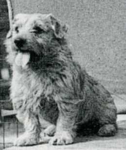 Norfolk Terrier: Colonsay Junior